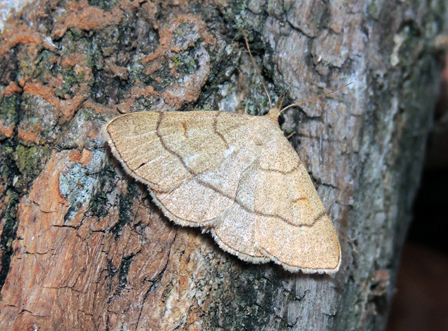 Paracolax tristalis  Erebidae